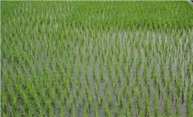 水稻肥料利用率