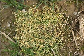 小麦阔叶除草剂瞬博使用后的效果图