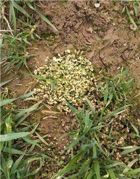 小麦阔叶除草剂瞬博使用后的效果图