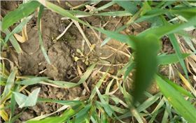 小麦阔叶除草剂瞬博使用后的效果图