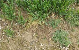 小麦阔叶除草剂瞬博使用后的效果图