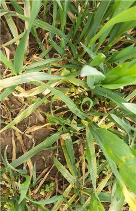 小麦阔叶除草剂瞬博使用后的效果图