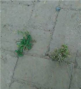 耕达使用过后对比图