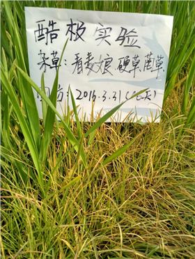 小麦除草剂酷极回访