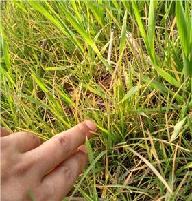 小麦除草剂酷极回访