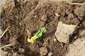 玉米乙草胺药害症状