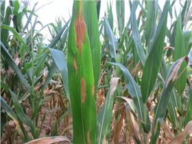 玉米大斑病