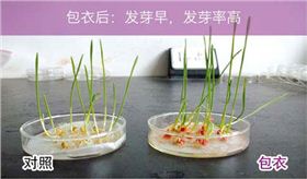 小麦拌种剂对比图