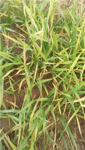 小麦苗发黄现象 小麦苗发黄现象