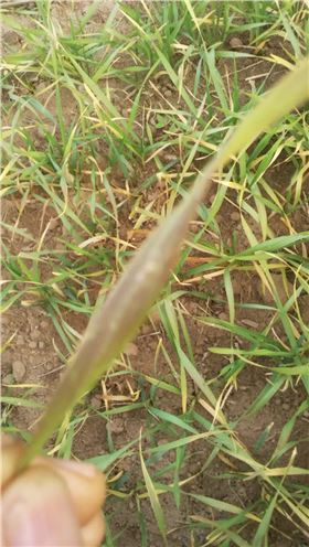 小麦苗发黄现象 小麦苗发黄现象