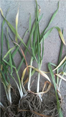 小麦苗发黄现象 小麦苗发黄现象