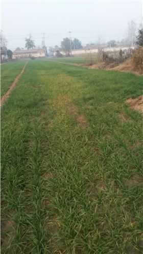 小麦苗发黄现象 小麦苗发黄现象