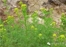 小麦播娘蒿