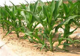 玉米生长图