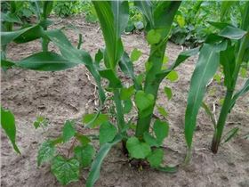 玉米生长图