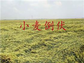 小麦倒伏图片.jpg