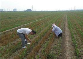 玉米粘虫防治 玉米粘虫防治