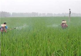 除草剂什么时候打最好?