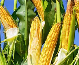 玉米1.jpg 玉米1.jpg