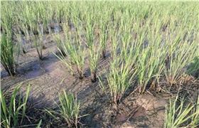 施药过量 施药过量