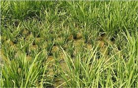 土壤粘重 土壤粘重