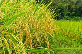 水稻.jpg 水稻.jpg