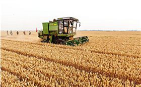 收割现场 收割现场