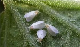 白粉虱.jpg