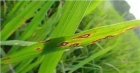 稻瘟病2.jpg