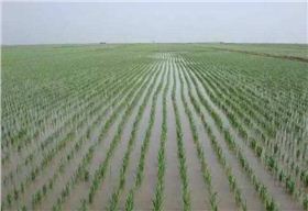 水稻1.1.jpg 水稻1.1.jpg