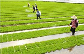 水稻2.jpg 水稻2.jpg