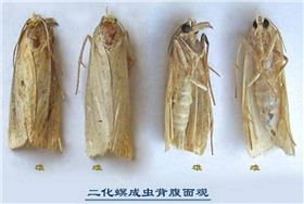 二化螟成虫.jpg 二化螟成虫.jpg
