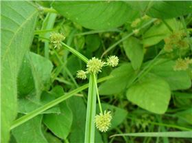 异型莎草 异型莎草