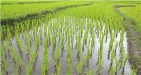 水稻 水稻