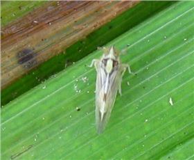 稻飞虱 稻飞虱