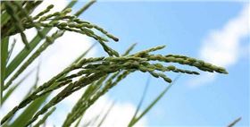 空秕粒水稻.jpg 空秕粒水稻.jpg