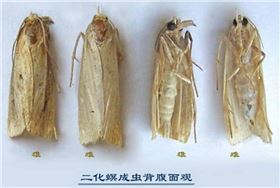 二化螟成虫.jpg 二化螟成虫.jpg