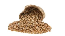 小麦选种 小麦选种