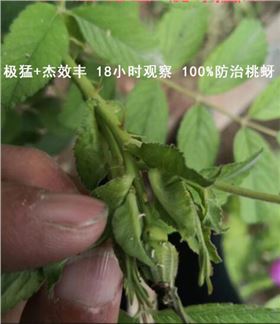 杀虫剂+杰效丰100%防治桃蚜