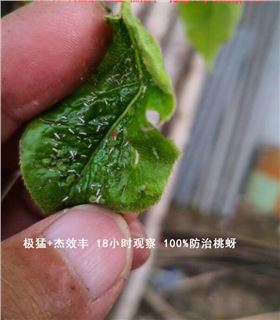 杀虫剂+杰效丰100%防治桃蚜
