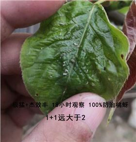 杀虫剂+杰效丰100%防治桃蚜