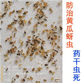 黄瓜防治西瓜蚜虫