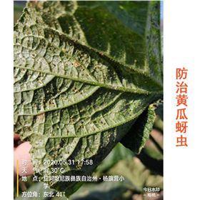 黄瓜防治西瓜蚜虫