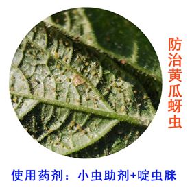黄瓜防治西瓜蚜虫