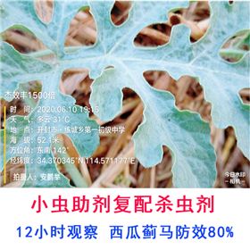 小虫助剂防治西瓜蓟马