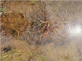 水稻田防治马唐 水稻田防治马唐