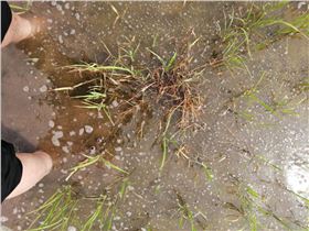 水稻田防治马唐 水稻田防治马唐