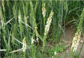 看麦娘.jpg 看麦娘.jpg