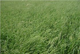 看麦娘田间图片.jpg 看麦娘田间图片.jpg