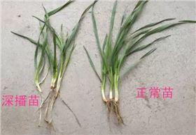 深播苗 深播苗